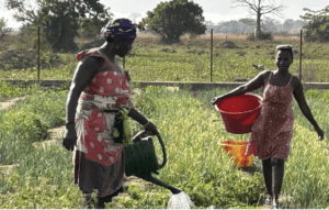 Tambanoumouya : quand les femmes font vivre la terre - Mousso