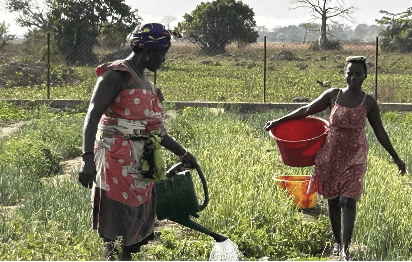 Tambanoumouya : quand les femmes font vivre la terre - Mousso