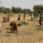 À Kédougou : le difficile accès des femmes à la terre - Mousso
