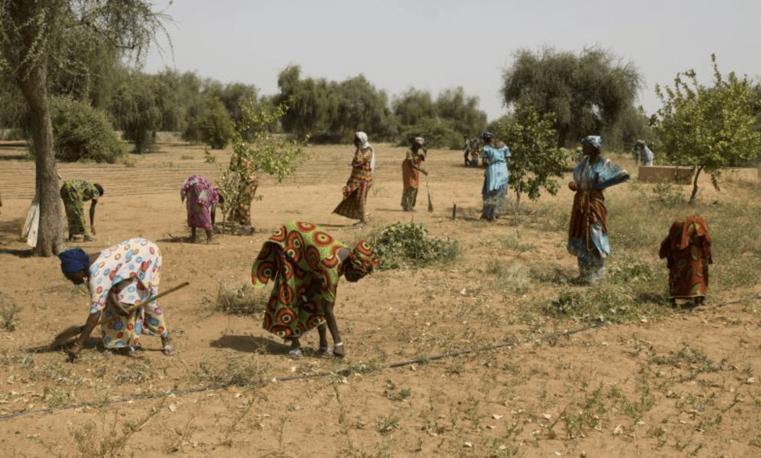 À Kédougou : le difficile accès des femmes à la terre - Mousso