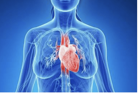 Le coeur rythme le fonctionnement de l'organisme humain - Mousso